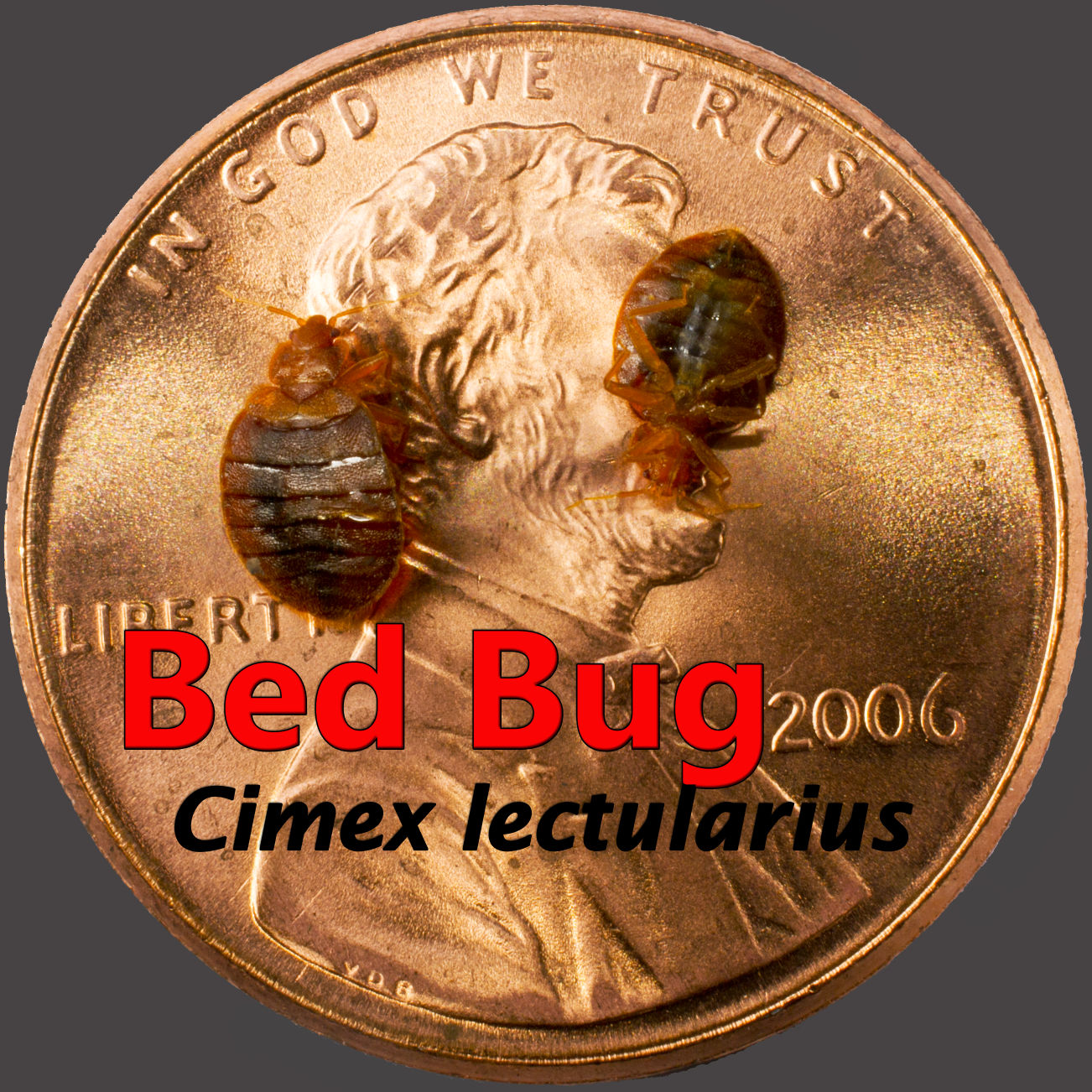 Do you have bed bugs?, image size:1302x1302