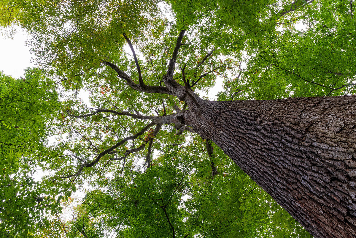Ohio features forests with giant ancient trees