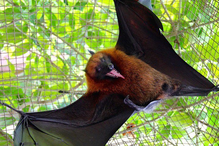 Confirmed bat rabies variant found in Richland County