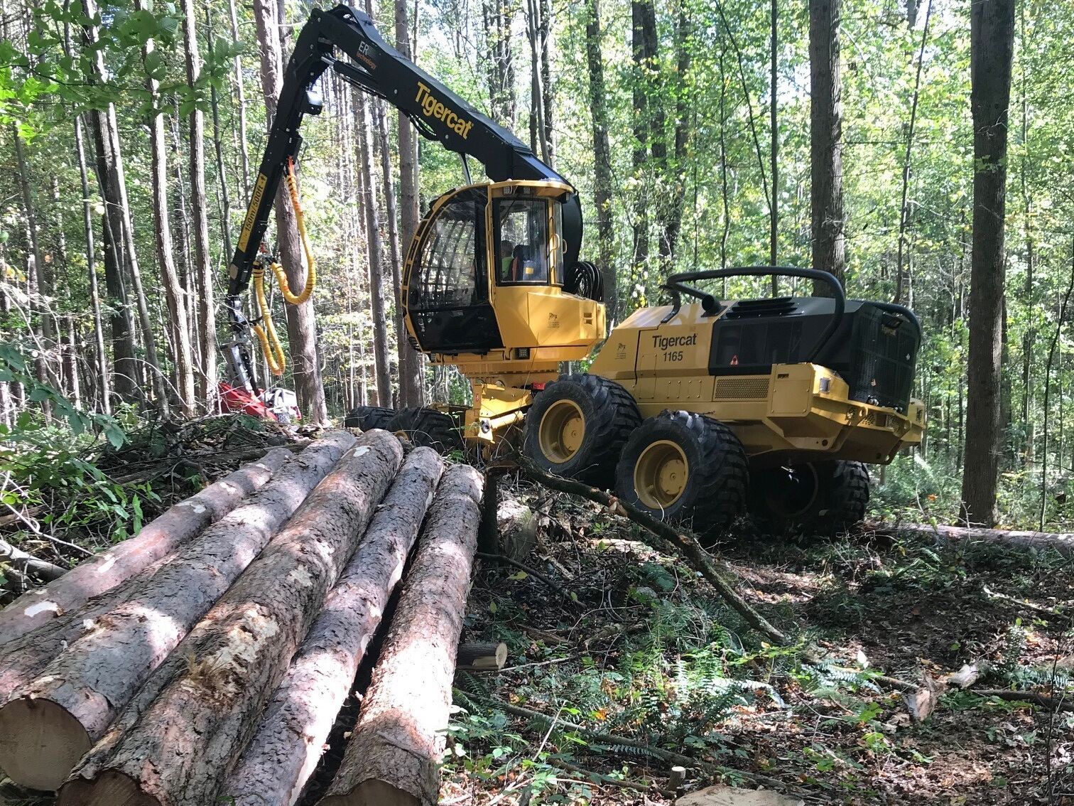 Mohican forest manager delivers $28K from timbering operations