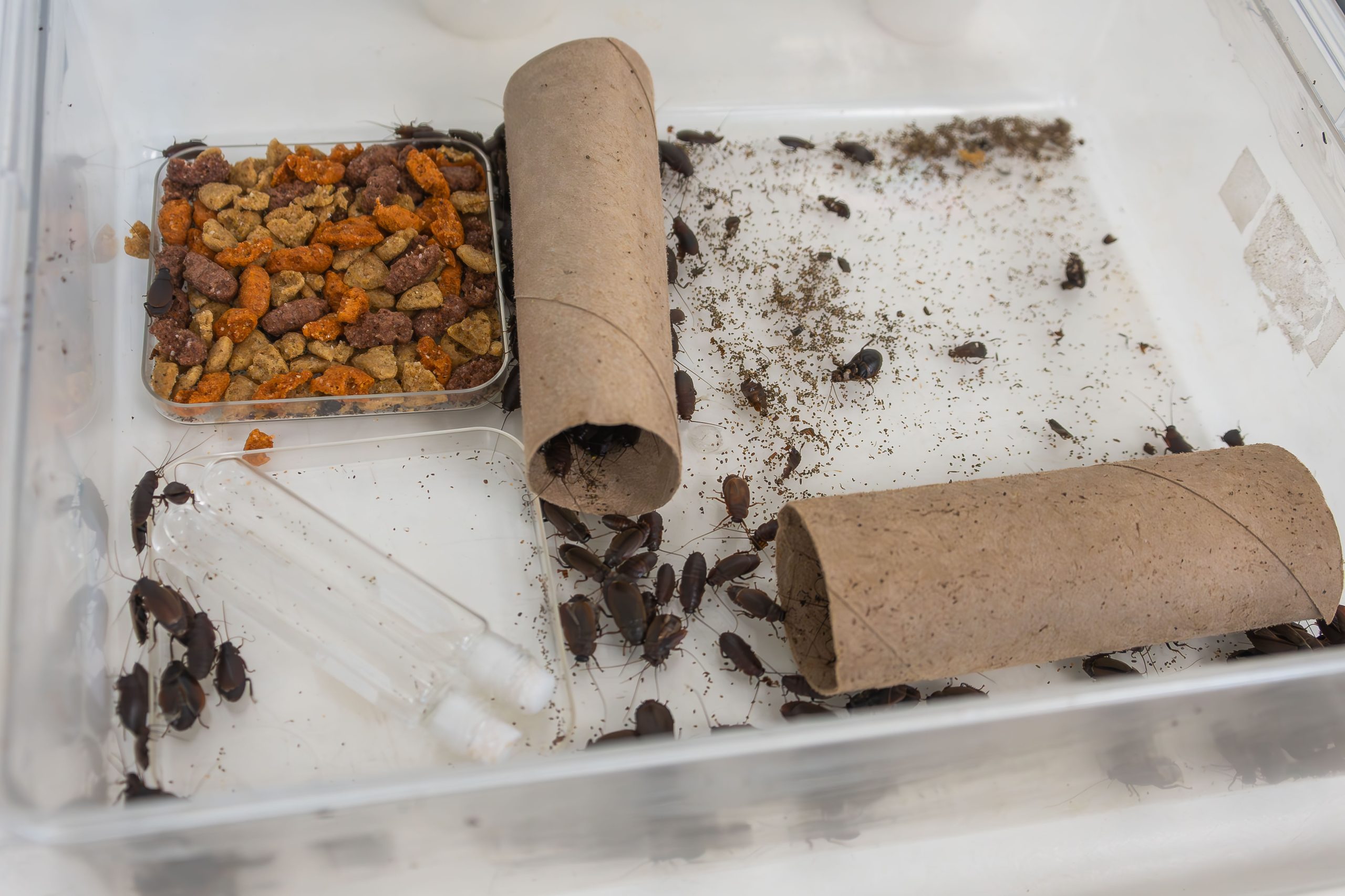 Ohio State Mansfield cockroach lab could help ID factors controlling ...