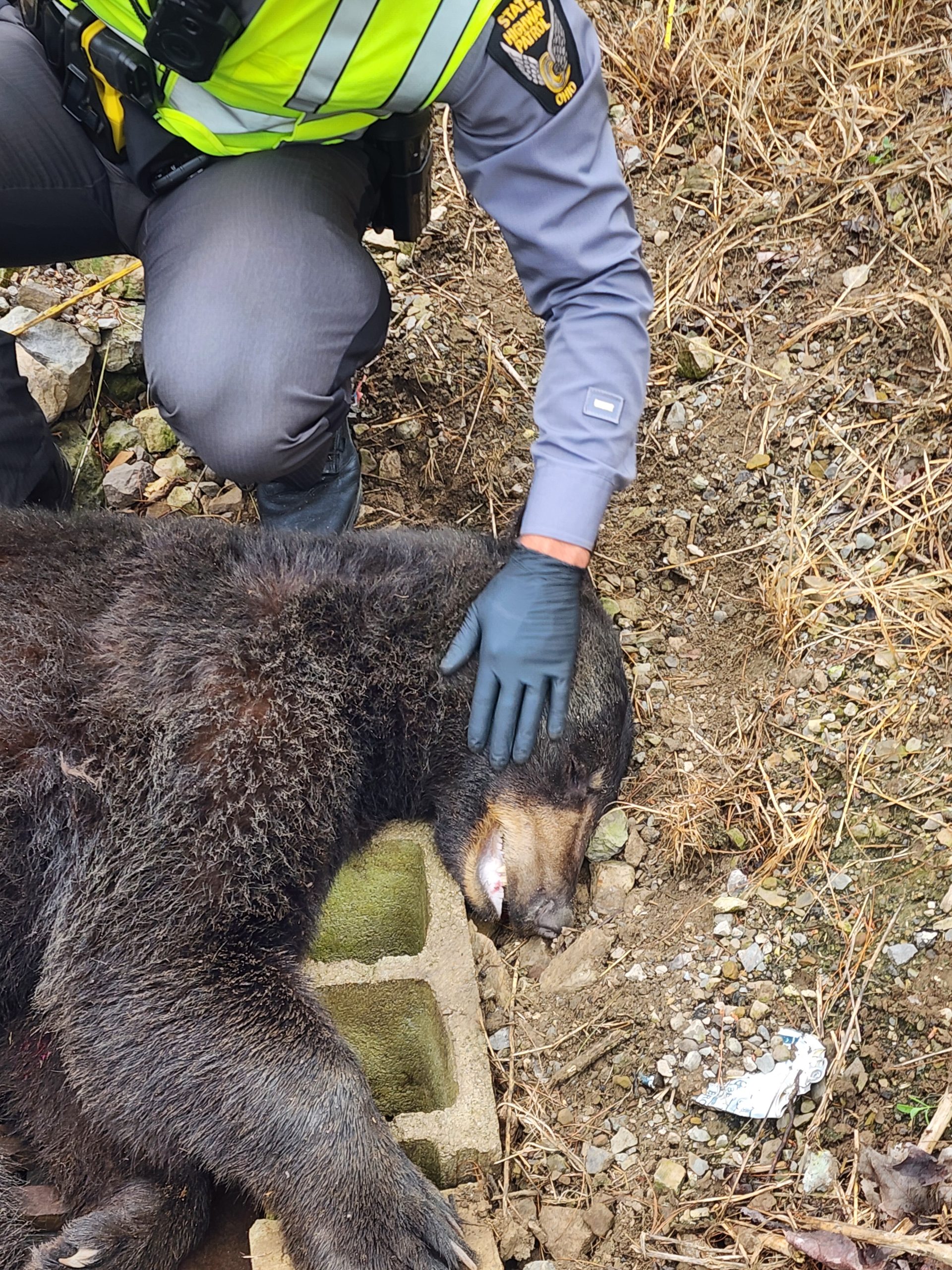 Black bear crash proves an unforgettable call for Mansfield Post