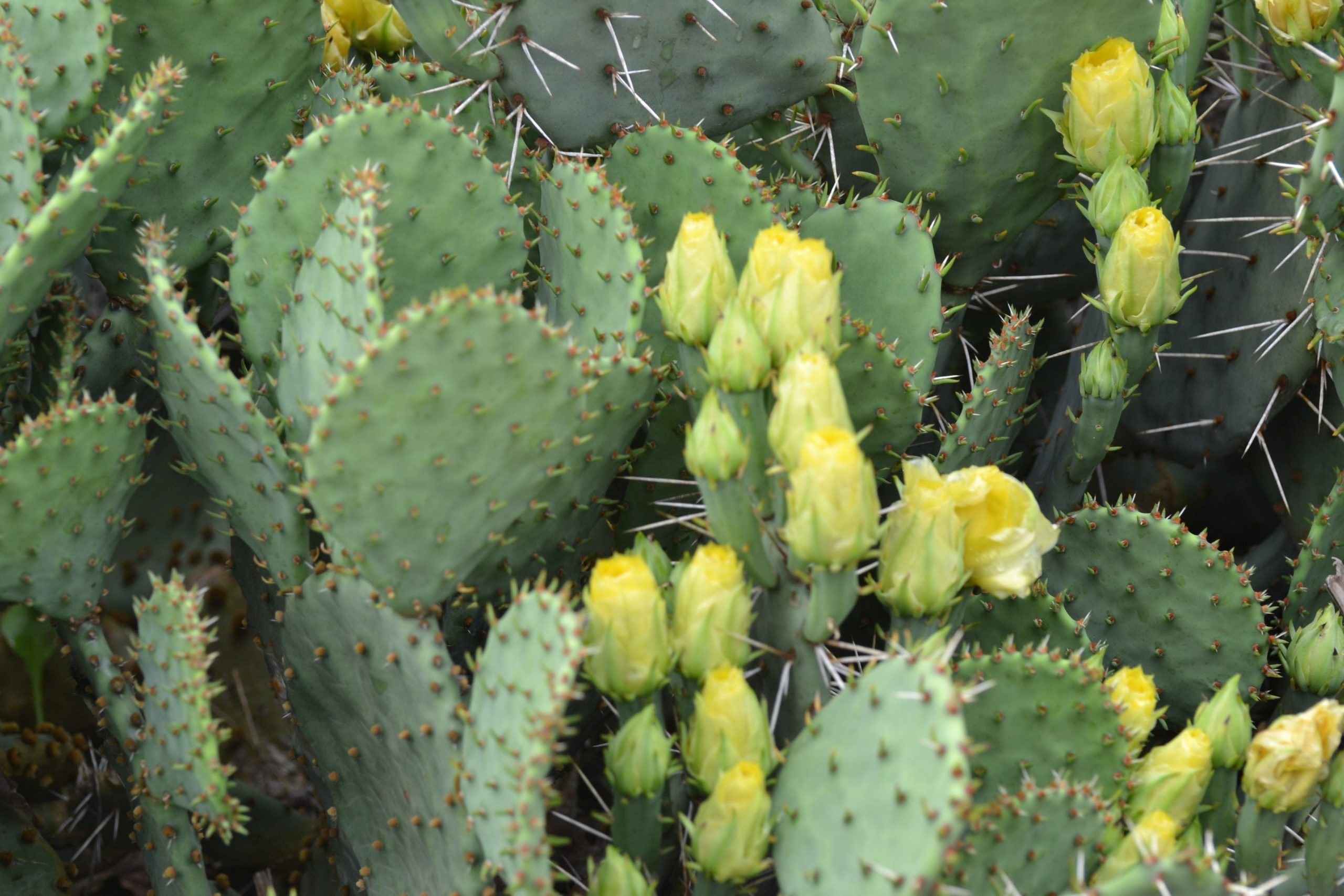 A Stroll Through the Garden: Eastern Prickly Pear Cactus is edible