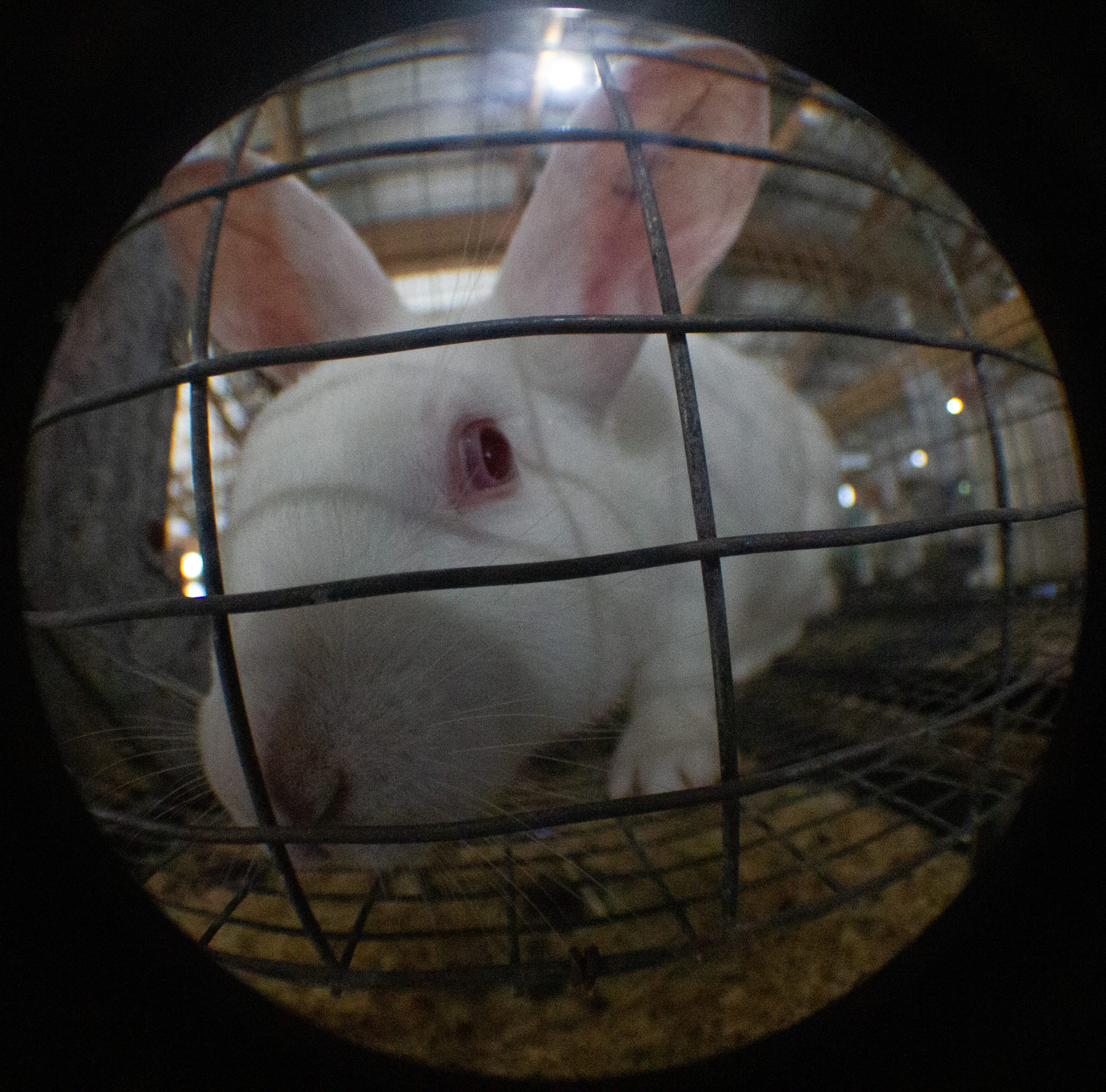 Richland County Fair results include best of show, animal ambassadors ...