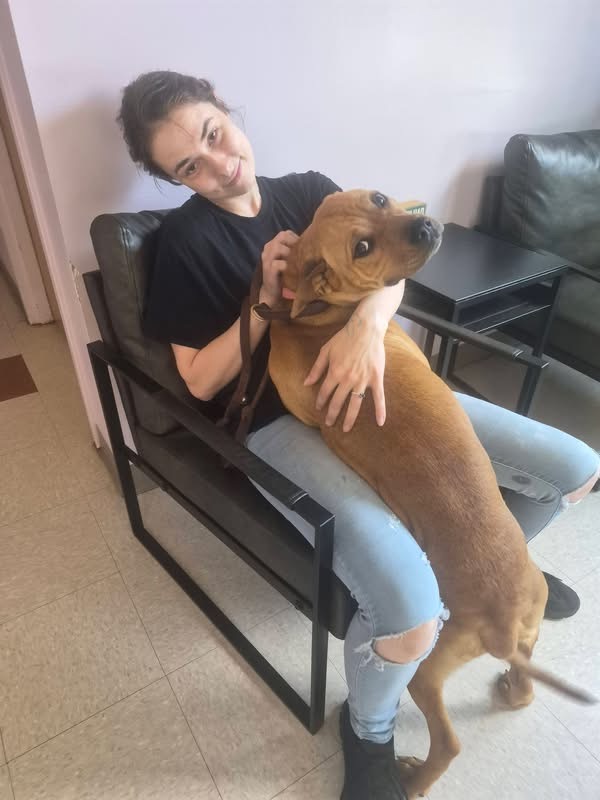 Keep pets indoors: Four dogs dead from heat and neglect in Richland County